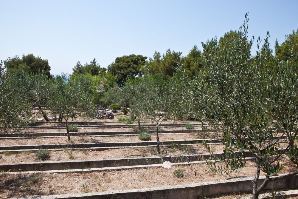 Drzewa oliwkowe