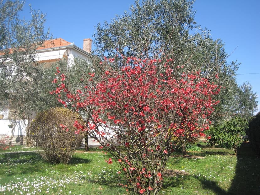 Fotka objektu