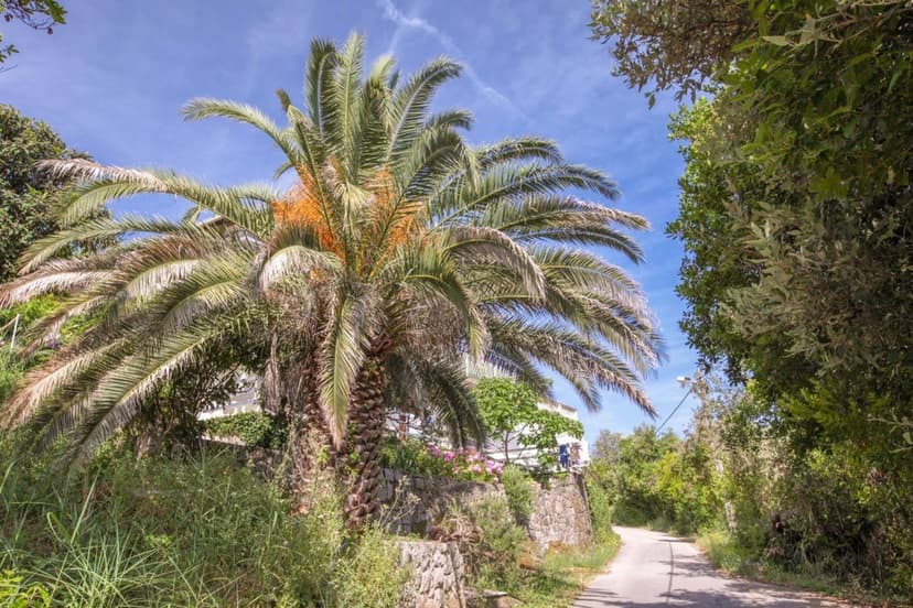 Palma u domu