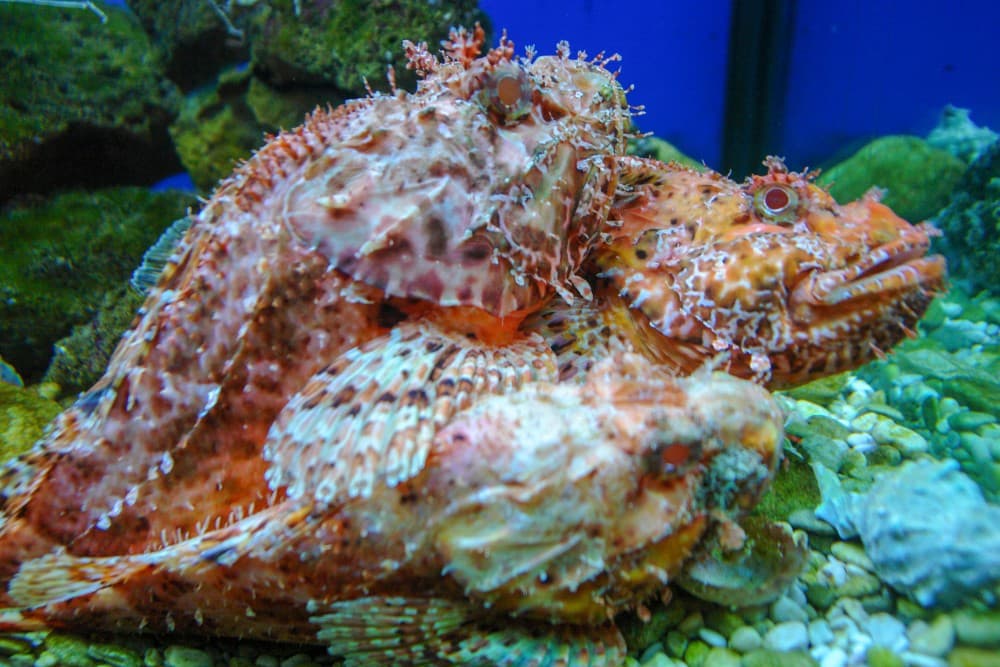 Příklad živočichů k vidění v aquariu
