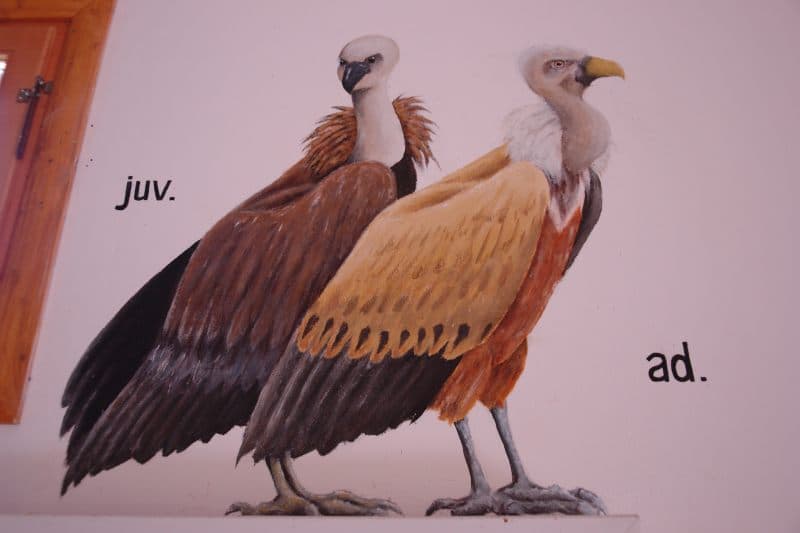 Vybarvenost mladého a dospělého supa