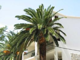 Detail palmy před domem