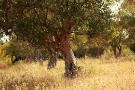 Olivovníky v okolí