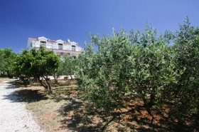 Vzrostlé olivovníky u domu