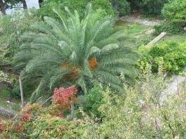 Středomořská vegetace v okolních zahradách