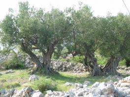 Drzewa oliwne obok domu