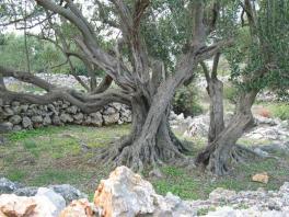 Drzewa oliwne obok domu
