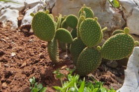 Kaktusy na zahrádce