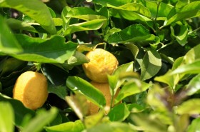 Citrusy v zahradě