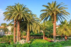 Vzrostlé palmy v Sutivanu