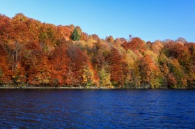 Podzimně zbarvený les