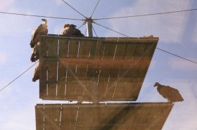 Zachráněná ptáčata vychovaná v centru